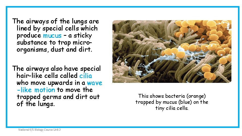 The airways of the lungs are lined by special cells which produce mucus –