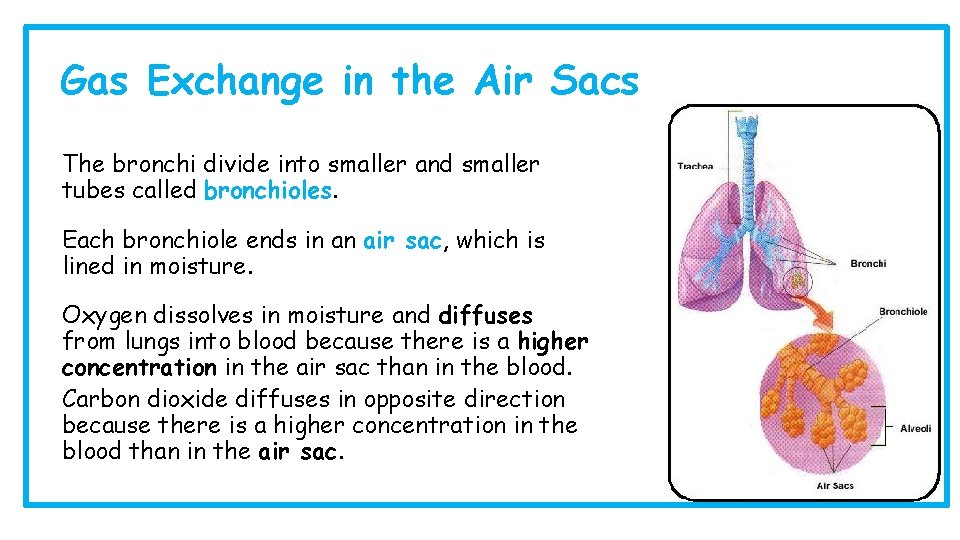 Gas Exchange in the Air Sacs The bronchi divide into smaller and smaller tubes