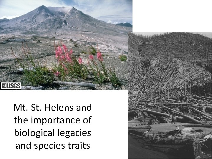 Mt. St. Helens and the importance of biological legacies and species traits 