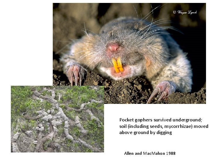 Pocket gophers survived underground; soil (including seeds, mycorrhizae) moved above ground by digging Allen
