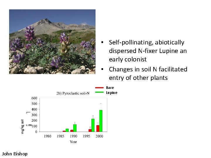  • Self-pollinating, abiotically dispersed N-fixer Lupine an early colonist • Changes in soil