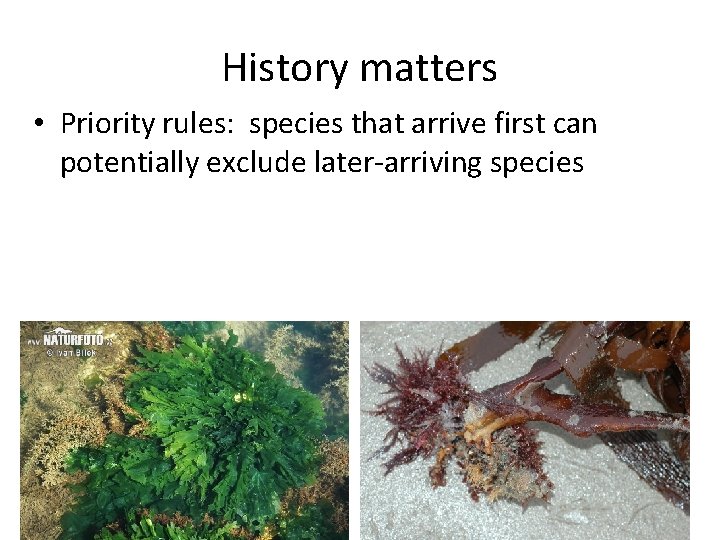 History matters • Priority rules: species that arrive first can potentially exclude later-arriving species