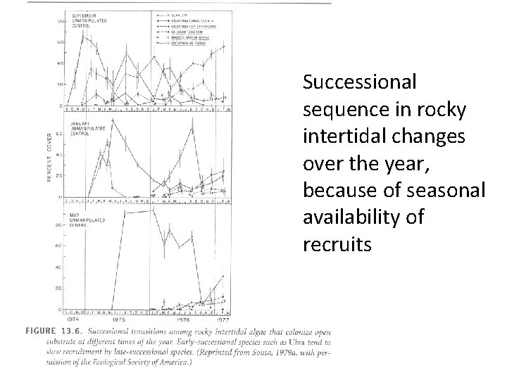 Successional sequence in rocky intertidal changes over the year, because of seasonal availability of