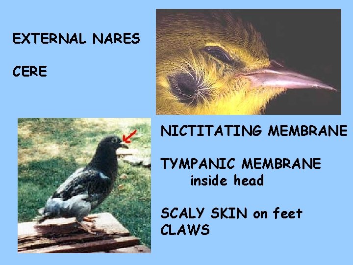 EXTERNAL NARES CERE NICTITATING MEMBRANE TYMPANIC MEMBRANE inside head SCALY SKIN on feet CLAWS