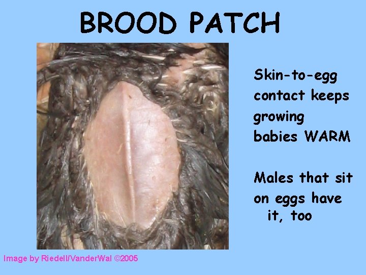 BROOD PATCH Skin-to-egg contact keeps growing babies WARM Males that sit on eggs have