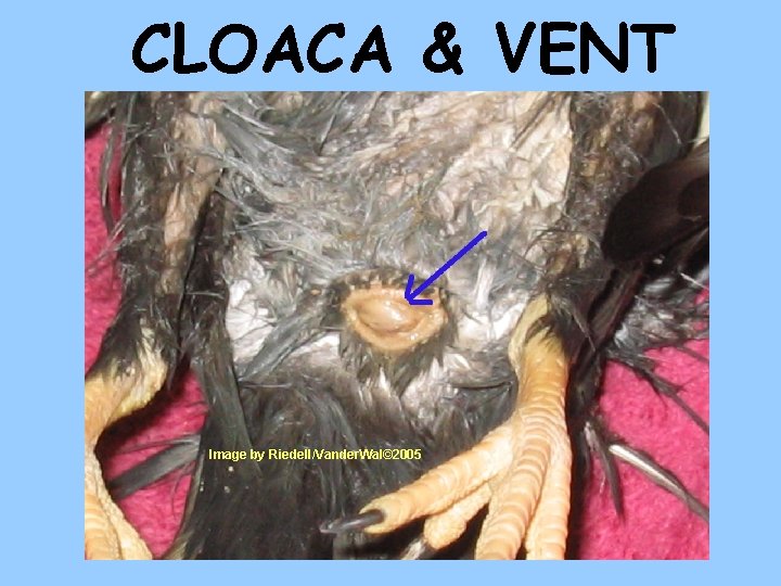 CLOACA & VENT Image by Riedell/Vander. Wal© 2005 