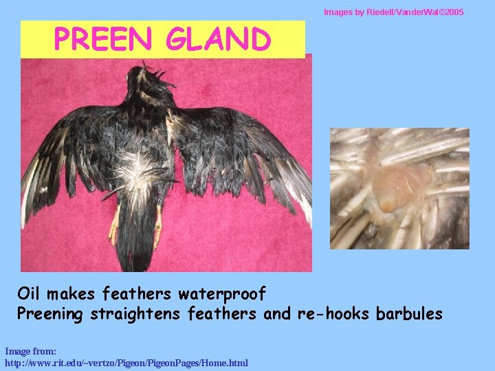 PREEN GLAND Images by Riedell/Vander. Wal© 2005 Oil makes feathers waterproof Preening straightens feathers