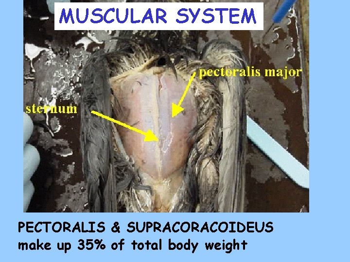 MUSCULAR SYSTEM PECTORALIS & SUPRACOIDEUS make up 35% of total body weight 