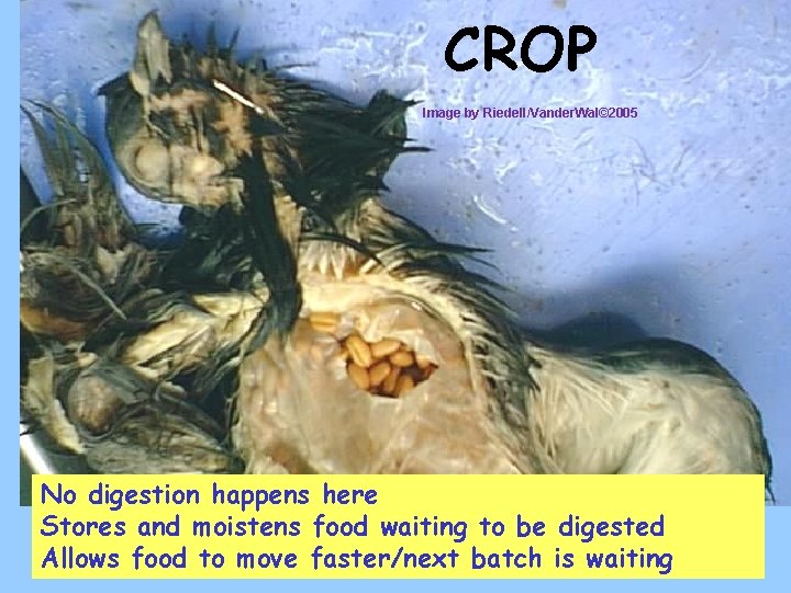 CROP Image by Riedell/Vander. Wal© 2005 No digestion happens here Stores and moistens food