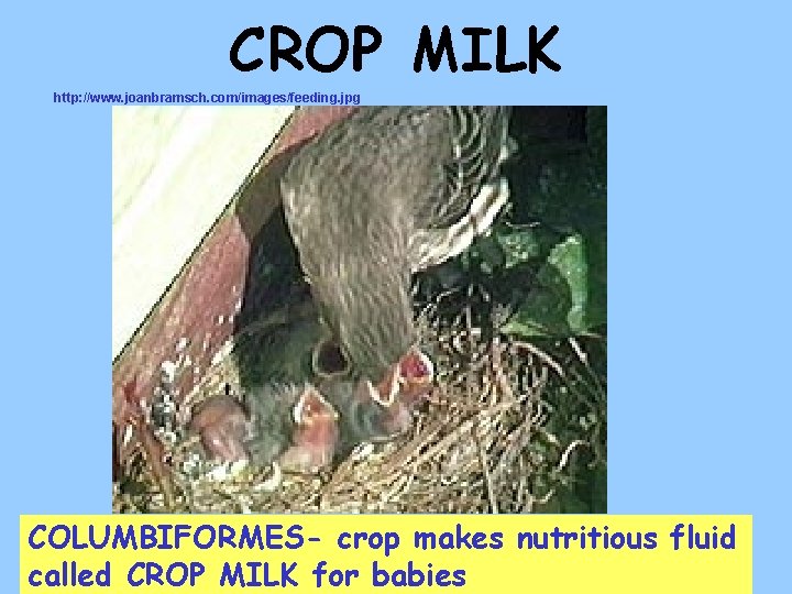 CROP MILK http: //www. joanbramsch. com/images/feeding. jpg COLUMBIFORMES- crop makes nutritious fluid called CROP