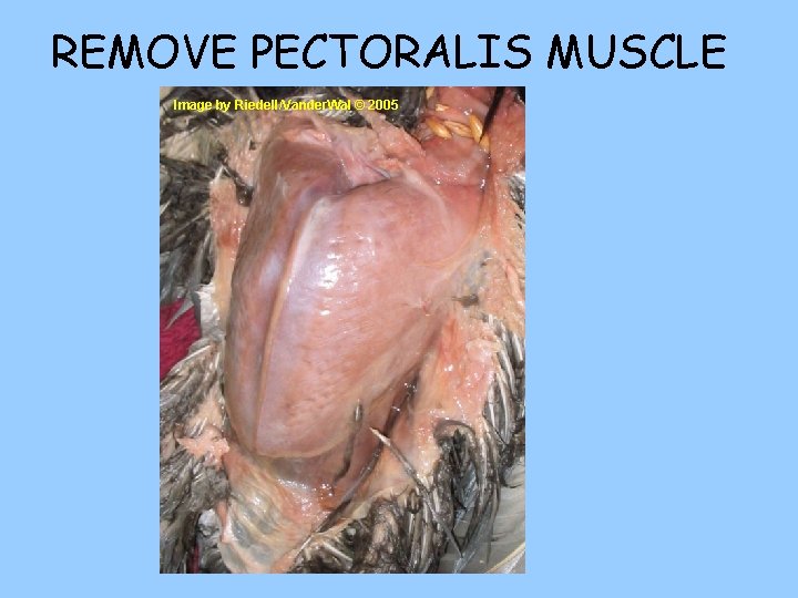 REMOVE PECTORALIS MUSCLE Image by Riedell/Vander. Wal © 2005 