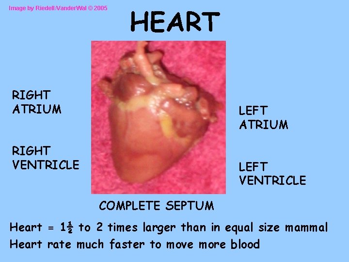 Image by Riedell/Vander. Wal © 2005 HEART RIGHT ATRIUM LEFT ATRIUM RIGHT VENTRICLE LEFT