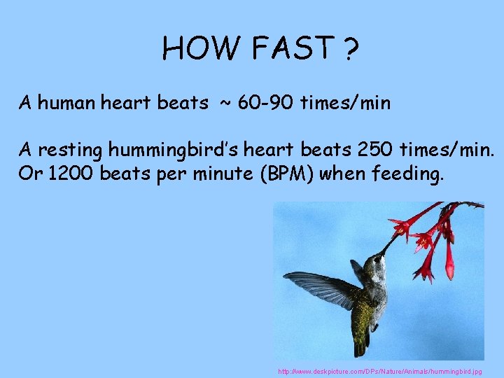 HOW FAST ? A human heart beats ~ 60 -90 times/min A resting hummingbird’s