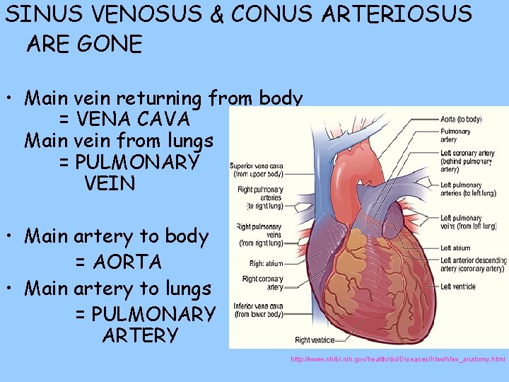 SINUS VENOSUS & CONUS ARTERIOSUS ARE GONE • Main vein returning from body =