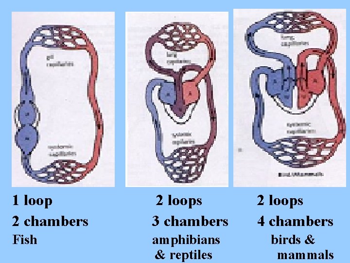 1 loop 2 chambers 2 loops 3 chambers Fish amphibians & reptiles 2 loops