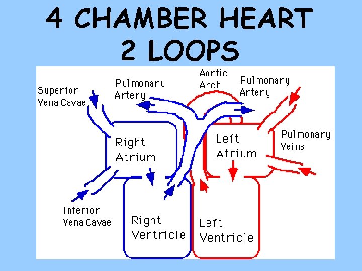 4 CHAMBER HEART 2 LOOPS 