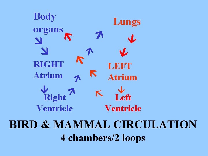  RIGHT Atrium Right Ventricle Lungs Body organs LEFT Atrium Left Ventricle BIRD &