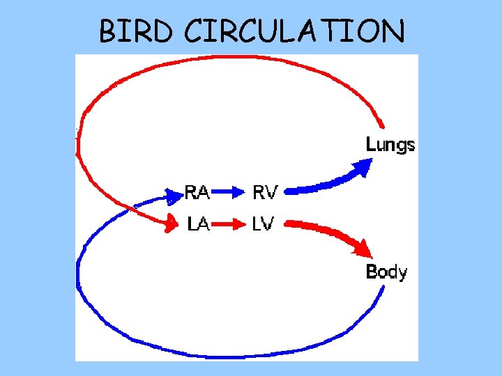 BIRD CIRCULATION 