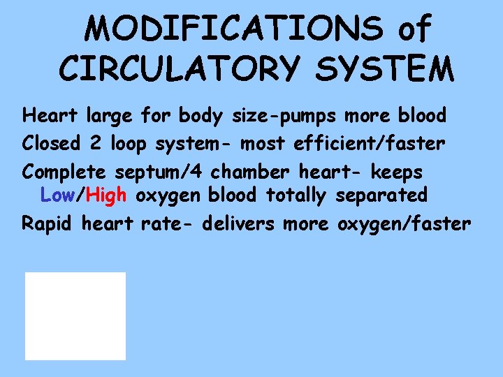 MODIFICATIONS of CIRCULATORY SYSTEM Heart large for body size-pumps more blood Closed 2 loop