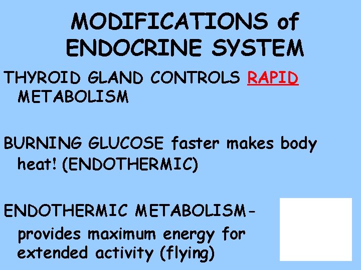 MODIFICATIONS of ENDOCRINE SYSTEM THYROID GLAND CONTROLS RAPID METABOLISM BURNING GLUCOSE faster makes body