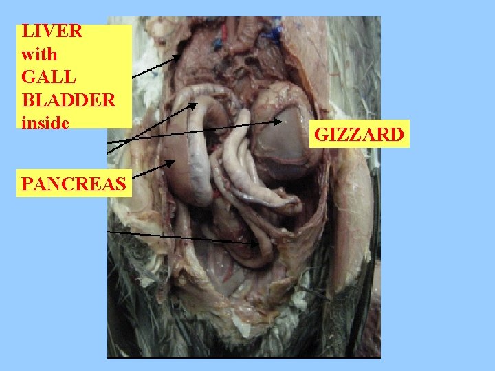 LIVER with GALL BLADDER inside PANCREAS GIZZARD 