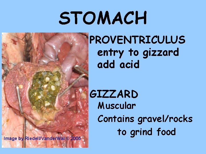 STOMACH PROVENTRICULUS entry to gizzard add acid GIZZARD Image by Riedell/Vander. Wal © 2005