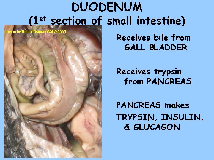 DUODENUM (1 st section of small intestine) Image by Riedell/Vander. Wal © 2005 Receives