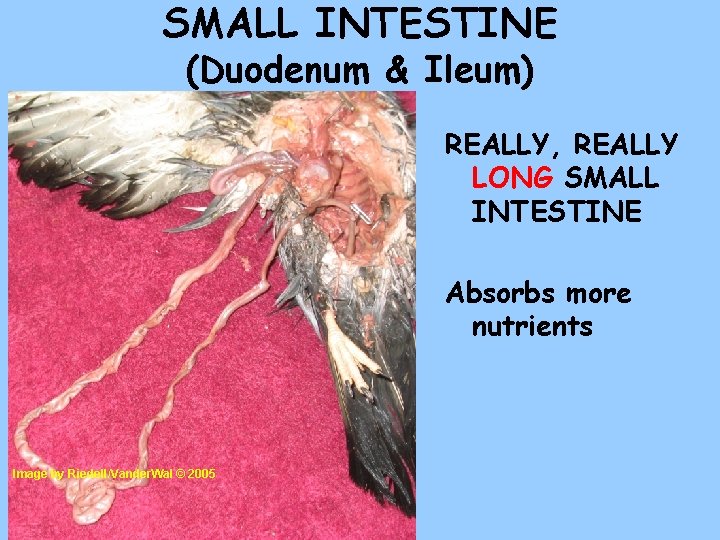 SMALL INTESTINE (Duodenum & Ileum) REALLY, REALLY LONG SMALL INTESTINE Absorbs more nutrients Image