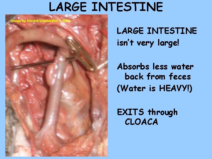 LARGE INTESTINE Image by Riedell/Vander. Wal © 2005 LARGE INTESTINE isn’t very large! Absorbs