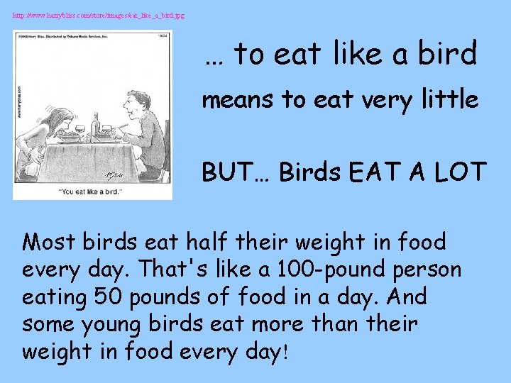 http: //www. harrybliss. com/store/images/eat_like_a_bird. jpg … to eat like a bird means to eat