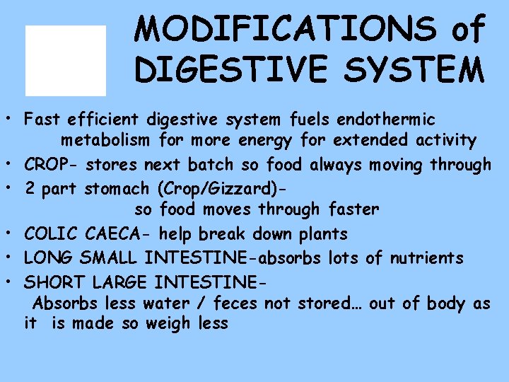 MODIFICATIONS of DIGESTIVE SYSTEM • Fast efficient digestive system fuels endothermic metabolism for more