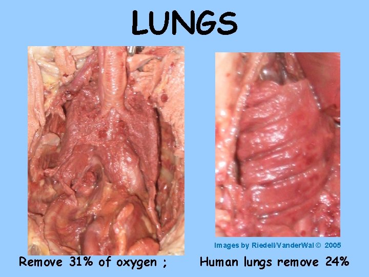 LUNGS Images by Riedell/Vander. Wal © 2005 Remove 31% of oxygen ; Human lungs