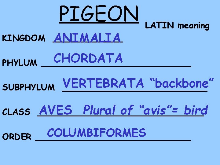 PIGEON KINGDOM _______ ANIMALIA LATIN meaning CHORDATA PHYLUM ______________ VERTEBRATA “backbone” SUBPHYLUM ______________ AVES