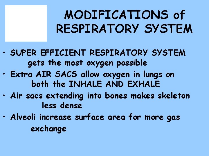 MODIFICATIONS of RESPIRATORY SYSTEM • SUPER EFFICIENT RESPIRATORY SYSTEM gets the most oxygen possible