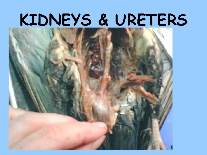 KIDNEYS & URETERS 