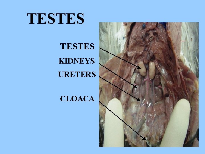 TESTES KIDNEYS URETERS CLOACA 