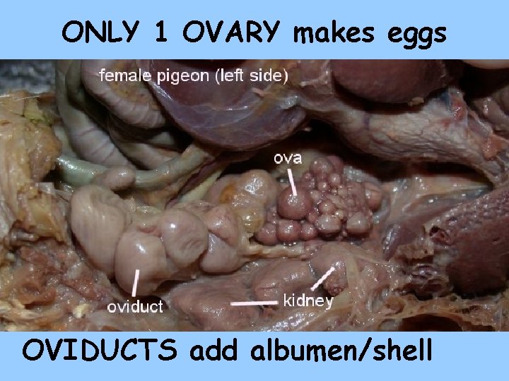 ONLY 1 OVARY makes eggs OVIDUCTS add albumen/shell 