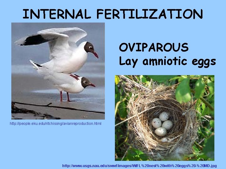 INTERNAL FERTILIZATION OVIPAROUS Lay amniotic eggs http: //people. eku. edu/ritchisong/avianreproduction. html http: //www. usgs.