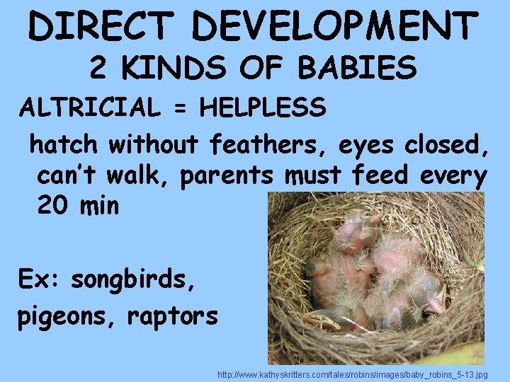 DIRECT DEVELOPMENT 2 KINDS OF BABIES ALTRICIAL = HELPLESS hatch without feathers, eyes closed,