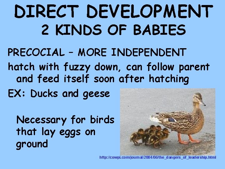 DIRECT DEVELOPMENT 2 KINDS OF BABIES PRECOCIAL – MORE INDEPENDENT hatch with fuzzy down,