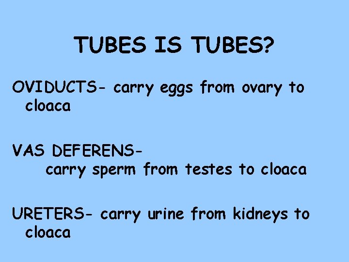 TUBES IS TUBES? OVIDUCTS- carry eggs from ovary to cloaca VAS DEFERENScarry sperm from