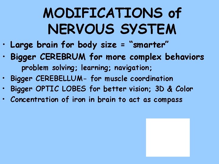 MODIFICATIONS of NERVOUS SYSTEM • Large brain for body size = “smarter” • Bigger