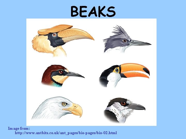 BEAKS Image from: http: //www. antbits. co. uk/ant_pages/bio-02. html 
