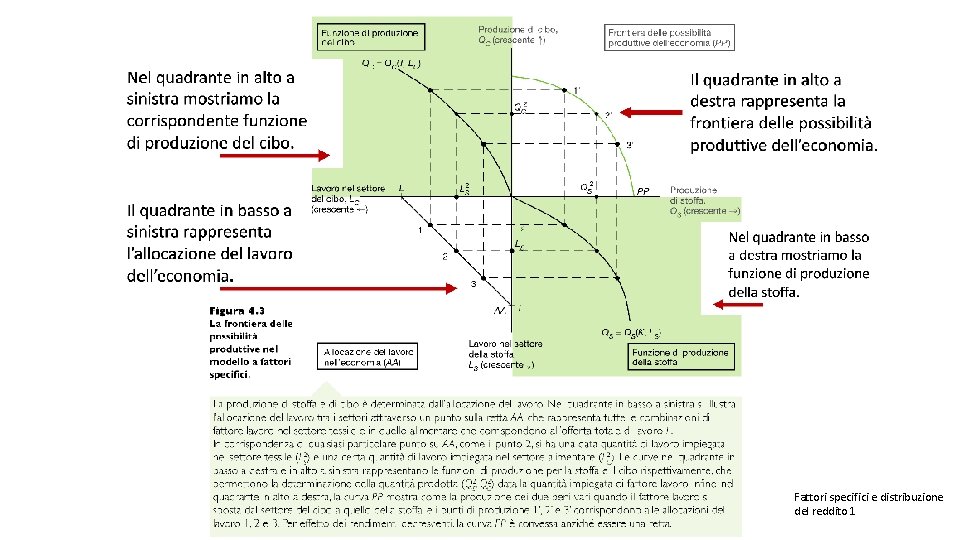 Fattori specifici e distribuzione del reddito 1 