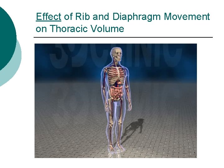 Effect of Rib and Diaphragm Movement on Thoracic Volume 