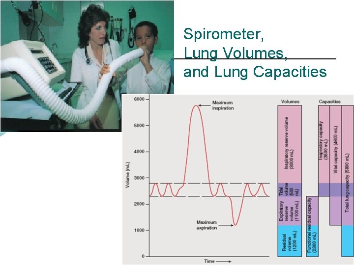 Spirometer, Lung Volumes, and Lung Capacities 