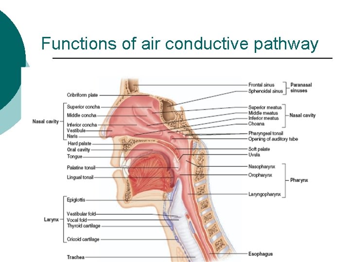 Functions of air conductive pathway 