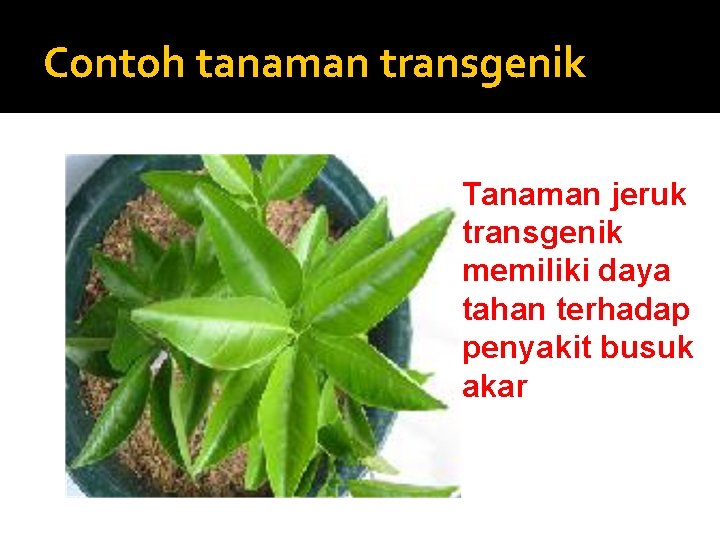 Contoh tanaman transgenik Tanaman jeruk transgenik memiliki daya tahan terhadap penyakit busuk akar 