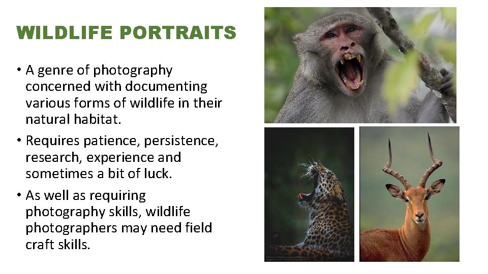 WILDLIFE PORTRAITS • A genre of photography concerned with documenting various forms of wildlife