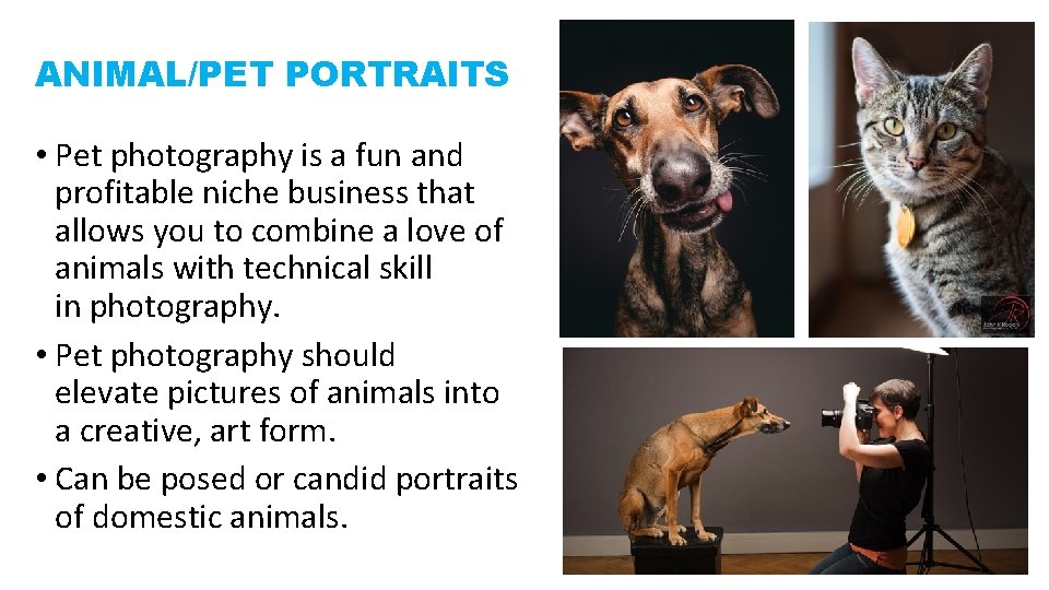 ANIMAL/PET PORTRAITS • Pet photography is a fun and profitable niche business that allows
